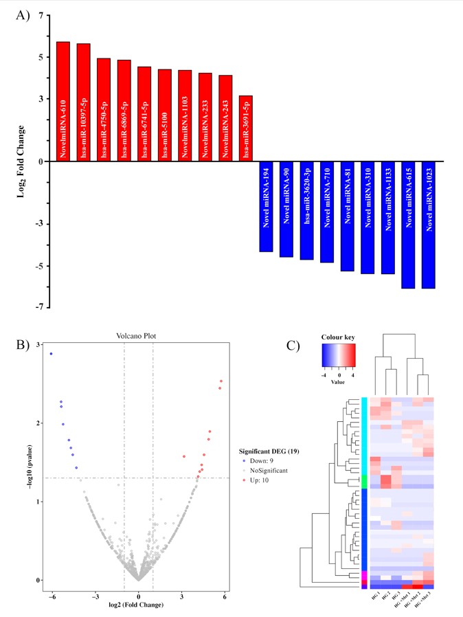 Analysis of miRNA expression profile with metformin treatment in high glucose-induced HUVECs (¬n = 3) (A) The differential expression of miRNAs in high glucose-induced HUVECs treated with metformin, showing both up-regulated (red) and down-regulated (blue) miRNAs; (B) a volcano plot displaying the fold change of miRNA expression in the samples (log2 fold change) with their statistical significance (-log10 (p-value)), color-coded to distinguish the significantly upregulated (red), downregulated (blue), and n