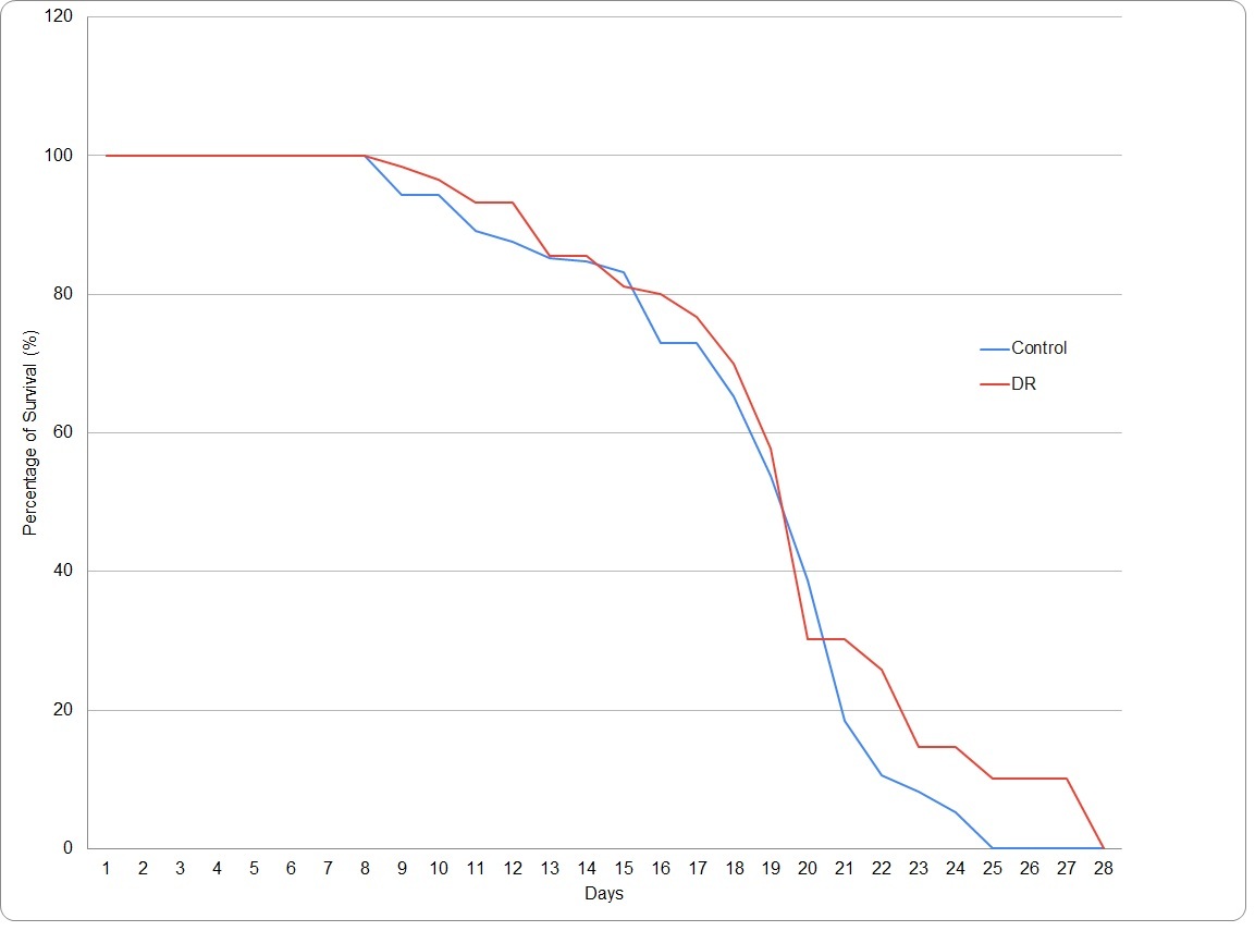 Lifespan assay of C. elegans in control and DR groups