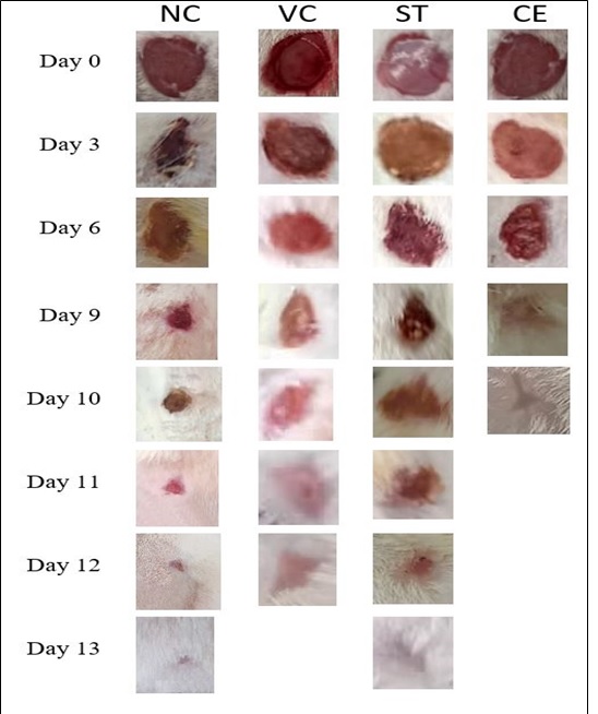 Macroscopic view of wounds of rat experimental groups: NC, VC, ST and CE against treatment day 0, 3, 6, 9, 10, 11, 12 and 13. Normal group without treatment (NC), vehicle dressing (VC), povidone-iodine ointment dressing as standard treatment (ST) and 2.0% of C. zeylanicum extract dressing (CE). Scale bar was 20 u. 