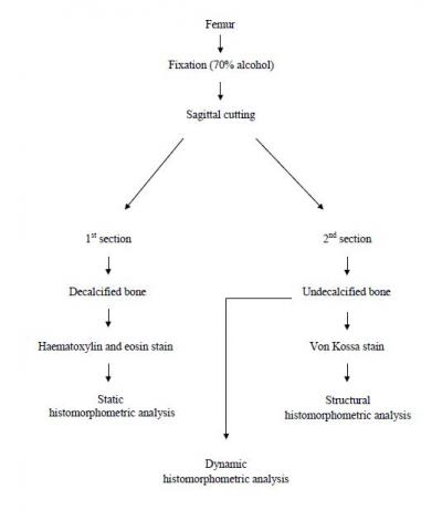Figure 1: General protocol for bone histomorphometric analysis.