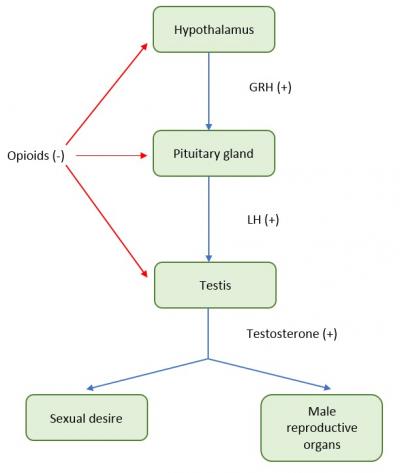 Figure 1: Pathophysiology of opioid-induced sexual dysfunction. Red line indicate the inhibition of opioid on organs. The consequence of opioid inhibition on these organs is low levels of testosterone. Low levels of testosterone may have negative impact on sexual desire and lead to structural and functional alteration of male secondary sexual organ such as seminal vesicles. GRH: gonadotropin-releasing hormone, LH: Luteinizing hormone.